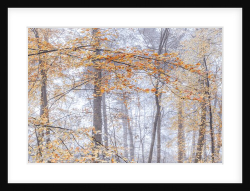 Misty forest by Assaf Frank